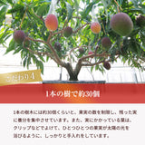 マンゴー 【NSファーム】 完熟マンゴー 糖度15度 ブランドマンゴー 熟赤の雫 L 2個 680g 贈答用 宮崎県宮崎市《6/下～7/上より出荷》