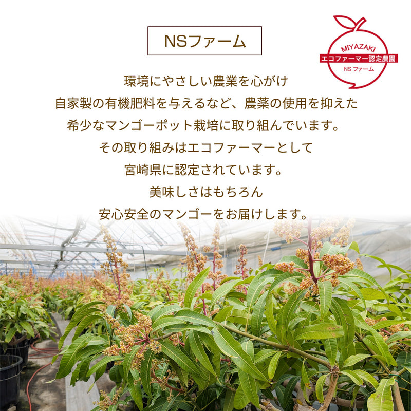 マンゴー 【NSファーム】 完熟マンゴー 糖度15度 ブランドマンゴー 熟赤の雫 4L 2個 960g 贈答用 宮崎県宮崎市《6/下～7/上より出荷》