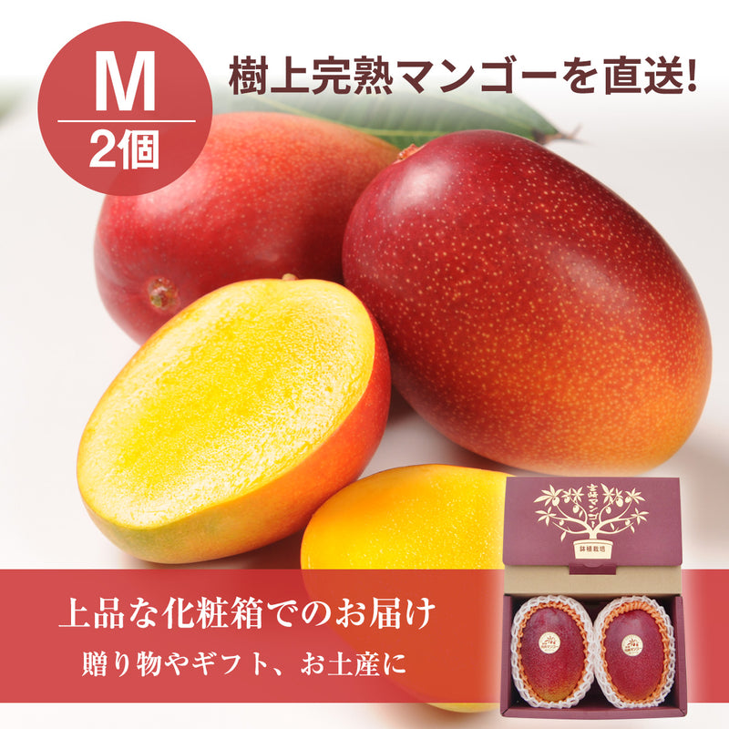 マンゴー 【NSファーム】 完熟マンゴー 糖度15度 ブランドマンゴー 熟赤の雫 M 2個 580g 贈答用 宮崎県宮崎市《6/下～7/上より出荷》
