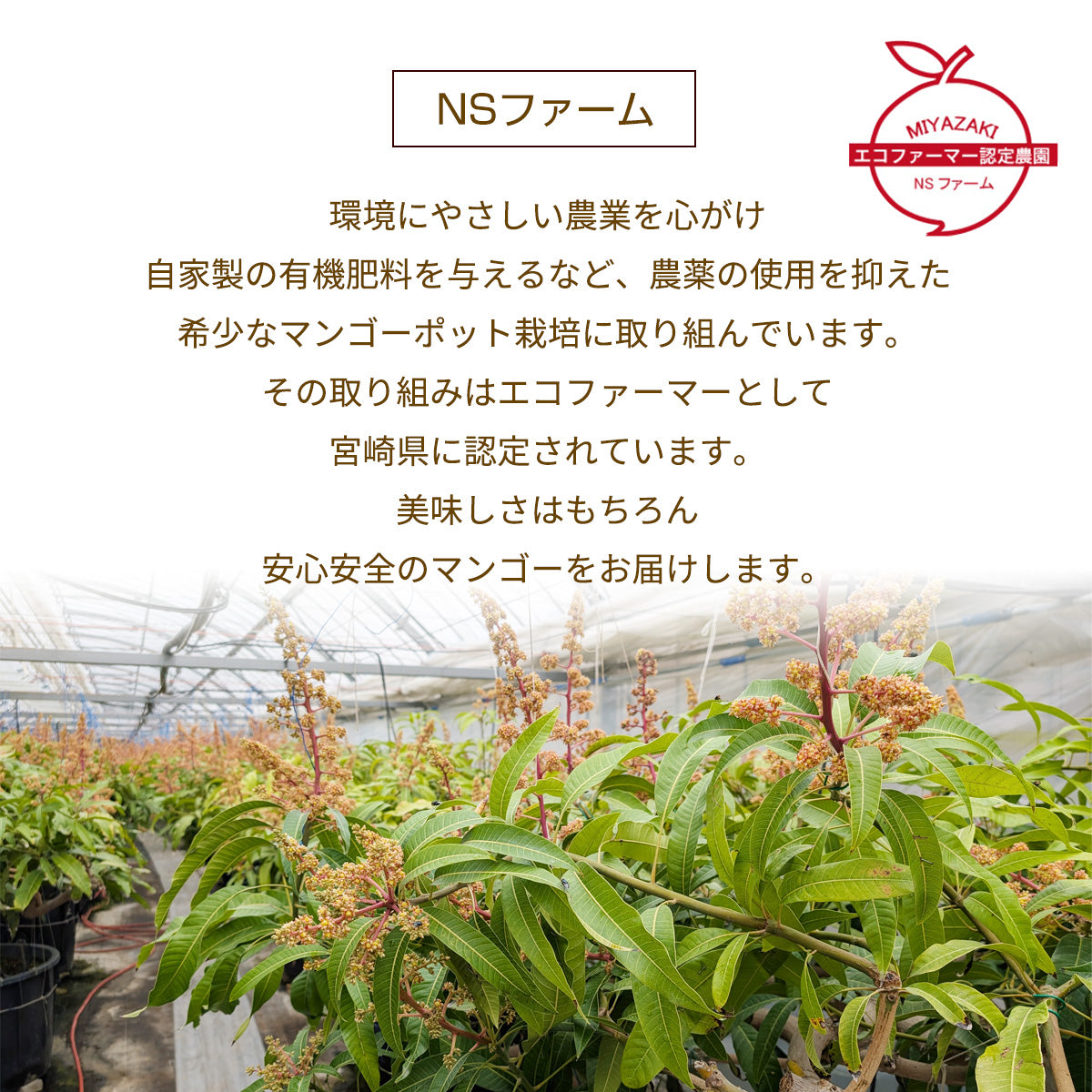 トヨ 29 ヤマシタマンゴー苗　耐寒性2本発送 トヨ 様専用29 ヤマシタマンゴー苗 耐寒性2本発送 果樹