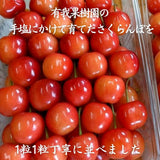 さくらんぼ 【有我果樹園】 佐藤錦 紅秀峰 紅てまり どれか1品種 1kg 2L 置き並べ 贈答用 プレゼント 福島県須賀川市 《6/中旬～6/下旬の出荷》