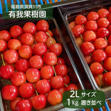 さくらんぼ 【有我果樹園】 佐藤錦 紅秀峰 紅てまり どれか1品種 1kg 2L 置き並べ 贈答用 プレゼント 福島県須賀川市 《6/中旬～6/下旬の出荷》