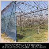 さくらんぼ 【有我果樹園】 佐藤錦 紅秀峰 紅てまり どれか1品種 1kg 2L 置き並べ 贈答用 プレゼント 福島県須賀川市 《6/中旬～6/下旬の出荷》