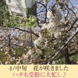 さくらんぼ 【有我果樹園】 佐藤錦 紅秀峰 紅てまり どれか1品種 1kg 2L 置き並べ 贈答用 プレゼント 福島県須賀川市 《6/中旬～6/下旬の出荷》