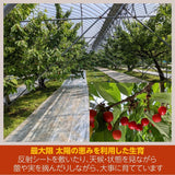 さくらんぼ 【有我果樹園】 佐藤錦 紅秀峰 紅てまり どれか1品種 1kg 2L 置き並べ 贈答用 プレゼント 福島県須賀川市 《6/中旬～6/下旬の出荷》