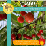 さくらんぼ 【有我果樹園】 佐藤錦 紅秀峰 紅てまり どれか1品種 1kg 2L 置き並べ 贈答用 プレゼント 福島県須賀川市 《6/中旬～6/下旬の出荷》