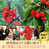 さくらんぼ 【有我果樹園】 佐藤錦 紅秀峰 紅てまり どれか1品種 1kg 2L 置き並べ 贈答用 プレゼント 福島県須賀川市 《6/中旬～6/下旬の出荷》