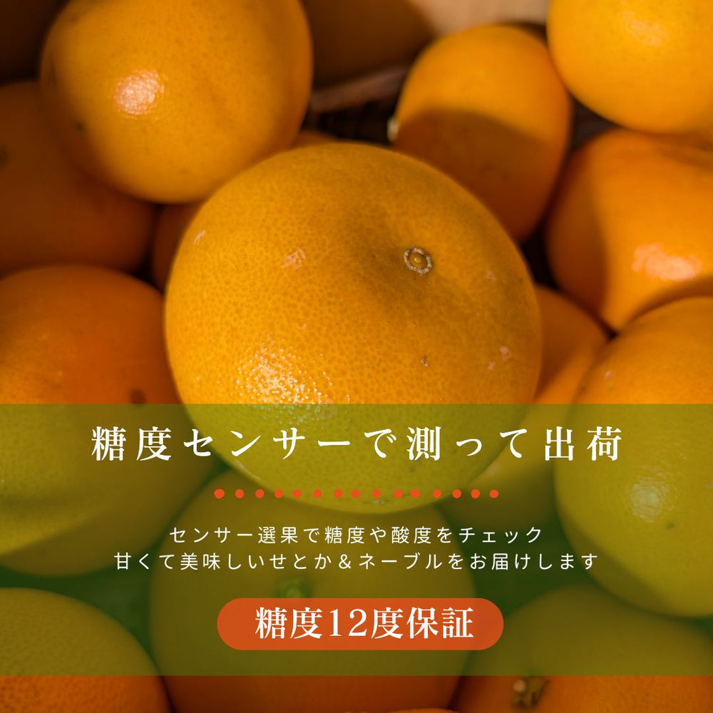 柑橘 【柑土里ファーム】 せとか ネーブル 2種類入り 3.5kg センサー
