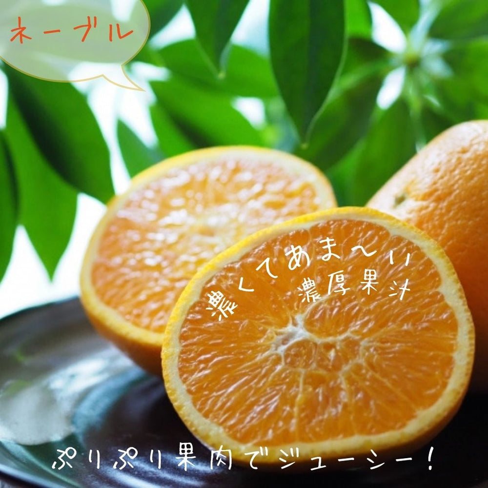 柑橘 【柑土里ファーム】 せとか ネーブル 2種類入り 3.5kg センサー