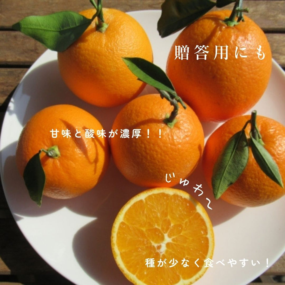 柑橘 【柑土里ファーム】 ネーブル 3.5kg 糖度センサー 糖度12度 静岡