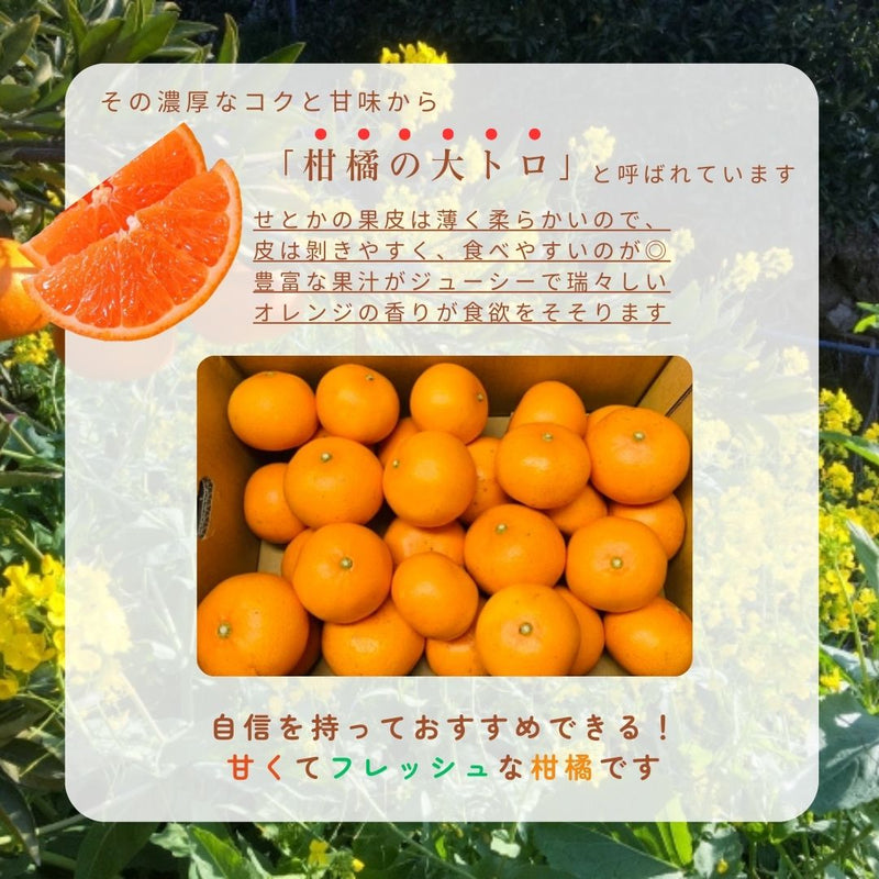 柑橘  【柑土里ファーム】 せとか 3.5kg センサー 静岡県三ケ日 不知火《3/上旬～3/中旬より出荷》
