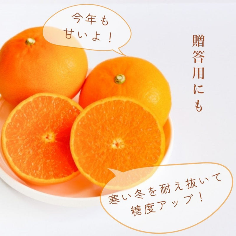柑橘  【柑土里ファーム】 せとか 3.5kg センサー 静岡県三ケ日 不知火《3/上旬～3/中旬より出荷》