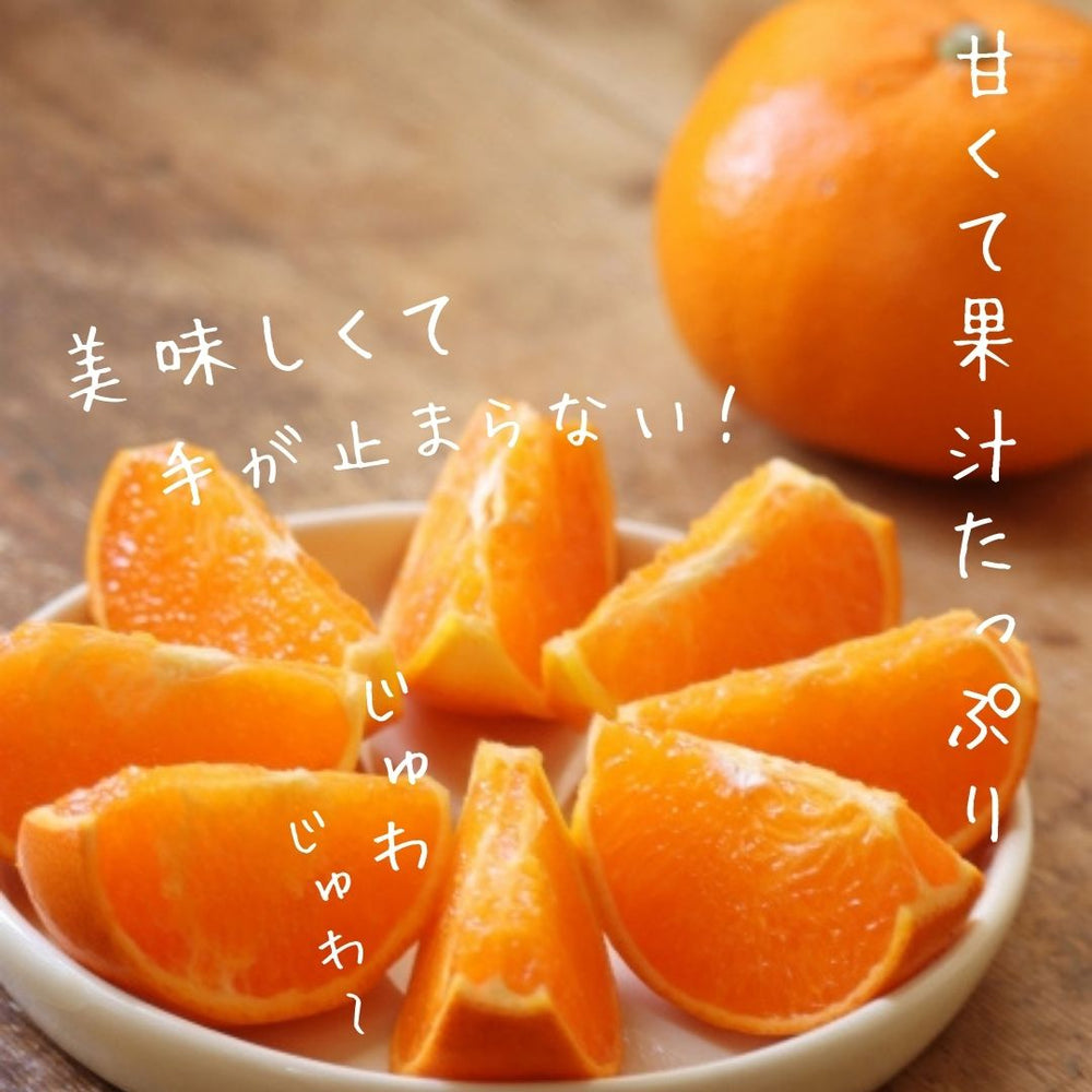 幸せなふたりに贈る結婚祝い 柑橘 静岡県三ケ日 センサー 3.5kg せとか 【柑土里ファーム】 果物