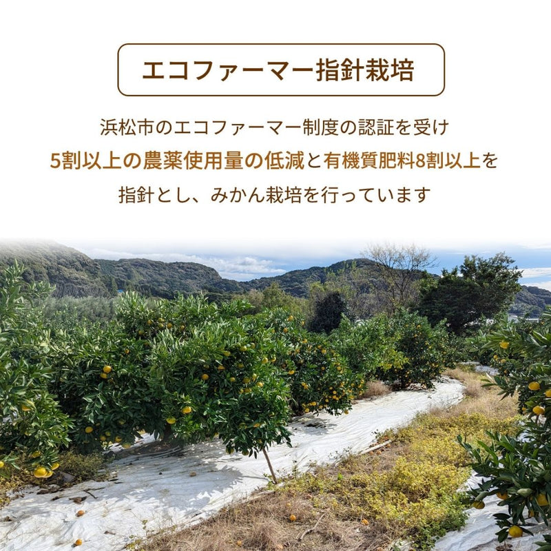 柑橘  【柑土里ファーム】 せとか 3.5kg センサー 静岡県三ケ日 不知火《3/上旬～3/中旬より出荷》