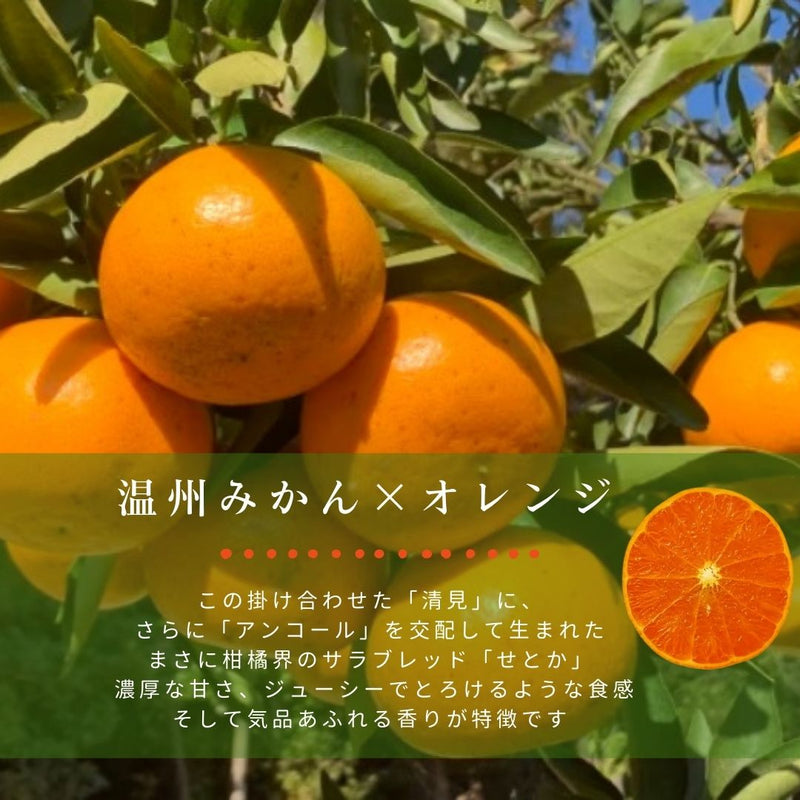 柑橘  【柑土里ファーム】 せとか 3.5kg センサー 静岡県三ケ日 不知火《3/上旬～3/中旬より出荷》