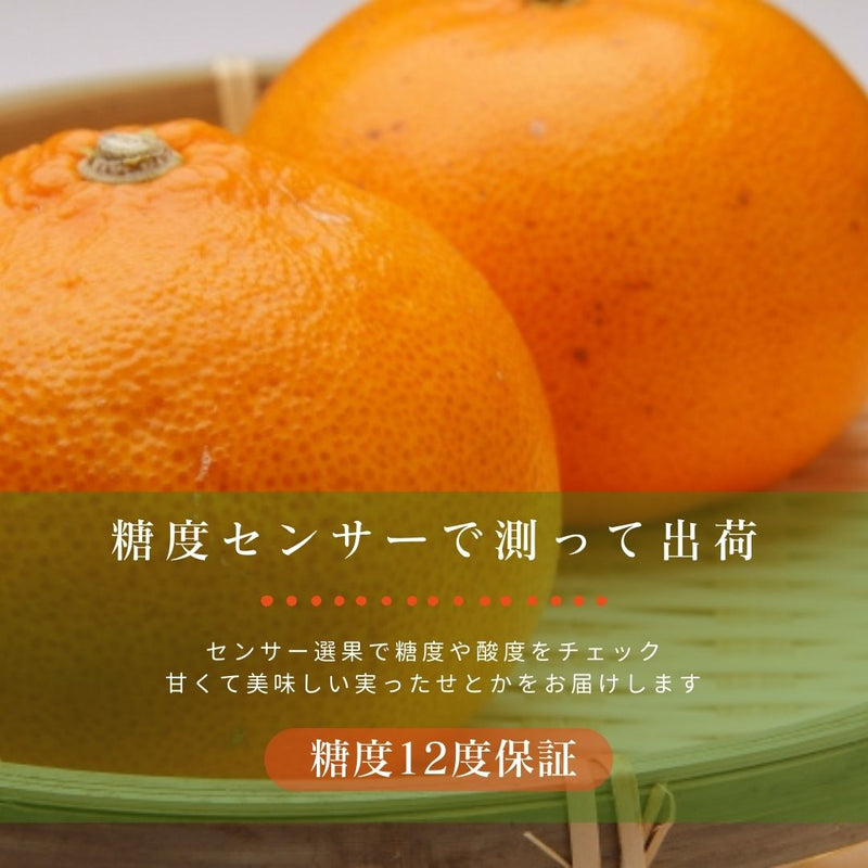 柑橘  【柑土里ファーム】 せとか 3.5kg センサー 静岡県三ケ日 不知火《3/上旬～3/中旬より出荷》