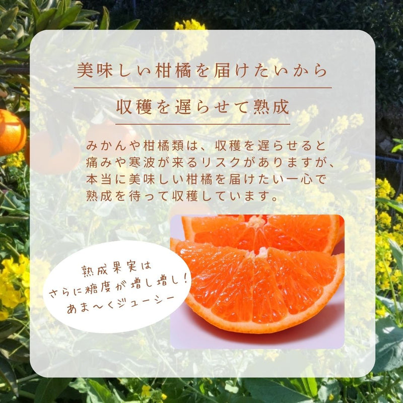 柑橘  【柑土里ファーム】 せとか 3.5kg センサー 静岡県三ケ日 不知火《3/上旬～3/中旬より出荷》