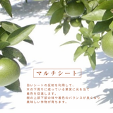 みかん 【高石垣ファーム】 有田みかん 家庭用 まろやか甘味みかん サイズ不揃い 4.5キロ 和歌山県有田川町 《11/中旬～11/下旬より出荷開始》