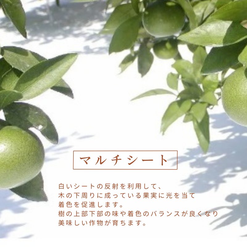 みかん 【高石垣ファーム】 有田みかん 家庭用 まろやか甘味みかん サイズ不揃い 4.5キロ 和歌山県有田川町 《11/中旬～11/下旬より出荷開始》
