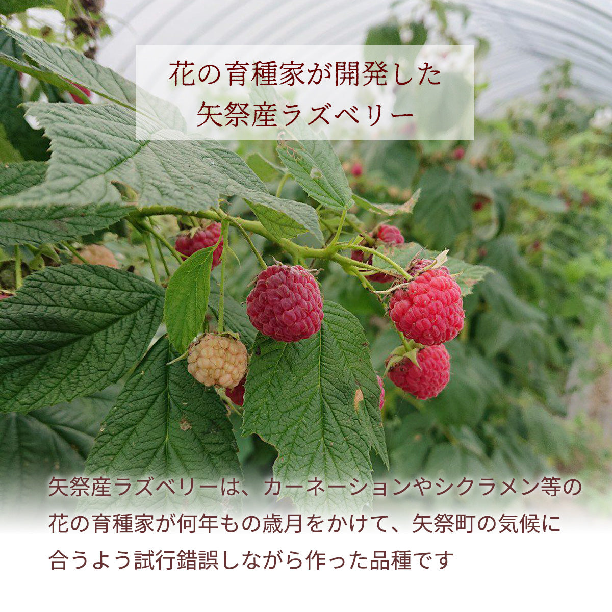 ★ラズベリー様、専用出品★ ラズベリー様 リクエスト 2点 まとめ商品