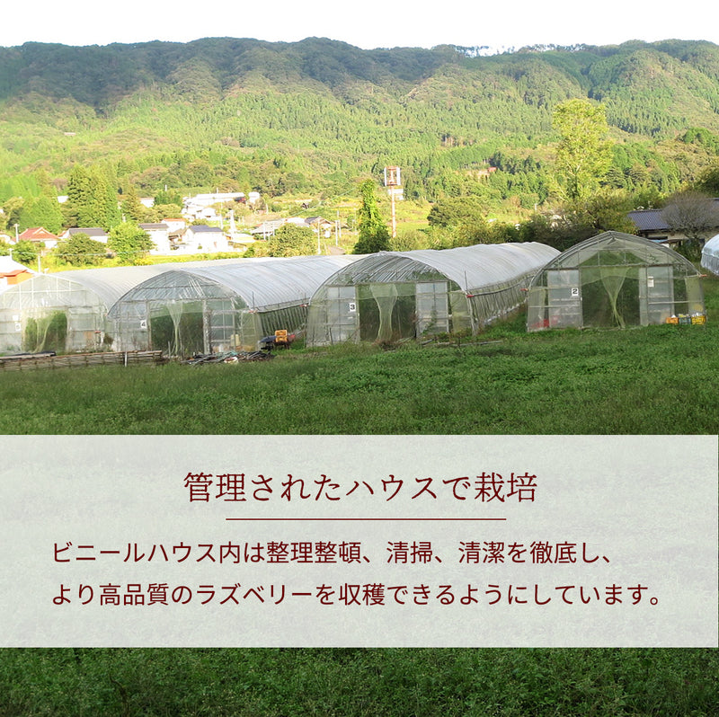 ラズベリー 【グリーンルーツ】 冷凍ラズベリー 100g 福島県矢祭町