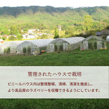 ラズベリー 【グリーンルーツ】 冷凍ラズベリー 500g 福島県矢祭町