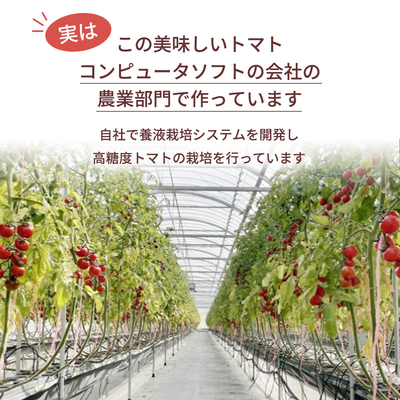 トマト 【ルーツ】 高糖度 フルーツトマト 糖度10度以上 1200g (150g×8P) 静岡県袋井市