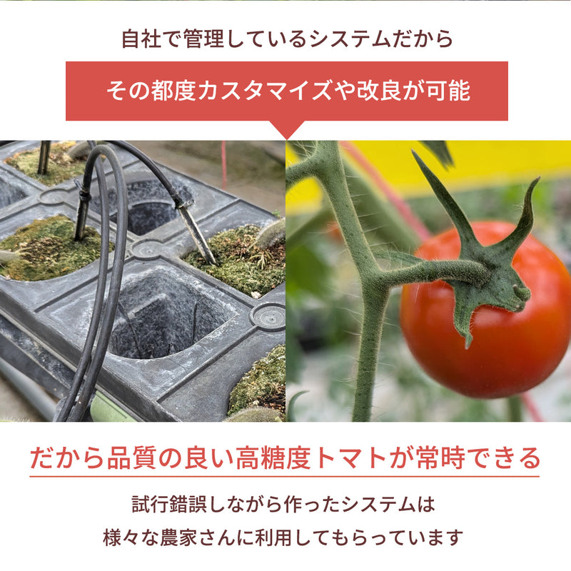 トマト 【ルーツ】 高糖度 フルーツトマト 糖度10度以上 1200g (150g×8P) 静岡県袋井市