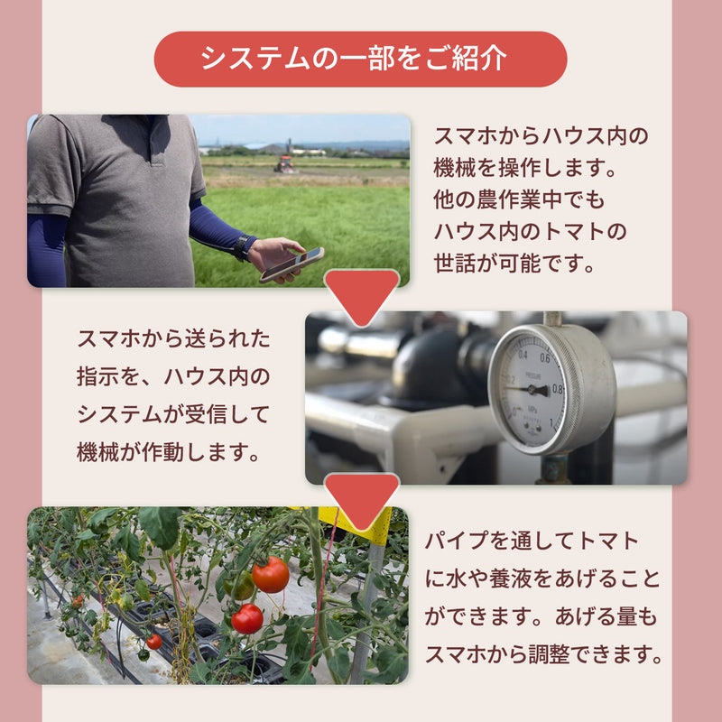 トマト 【ルーツ】 高糖度 フルーツトマト 糖度10度以上 1200g (150g×8P) 静岡県袋井市