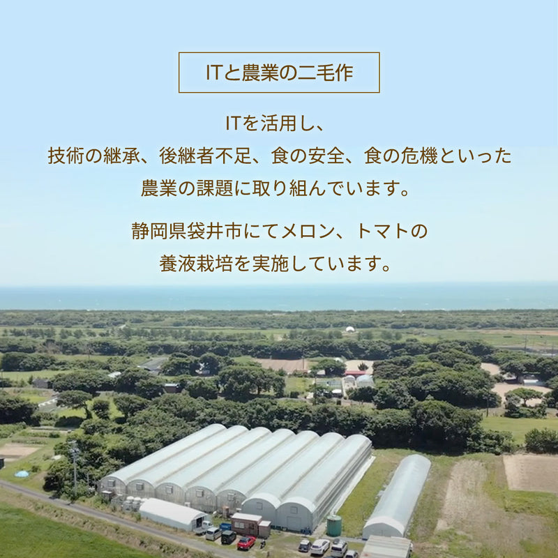 トマト 【ルーツ】 高糖度 フルーツトマト 糖度10度以上 1200g (150g×8P) 静岡県袋井市