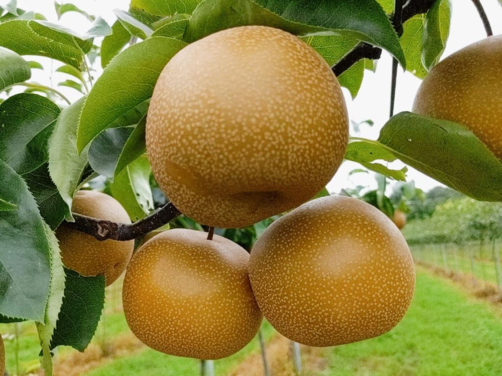 紅葉梨さん専用 松戸産梨シードル【甘口】 - (【梨プロジェクト第二弾】フードロスゼロ