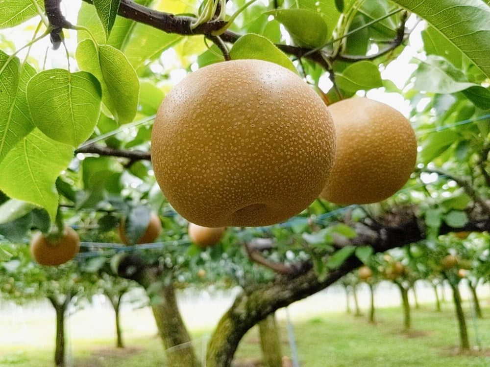 梨 【羽田梨園】 萱場の梨 5kg Lサイズ以上 10～14玉 贈答用 福島県