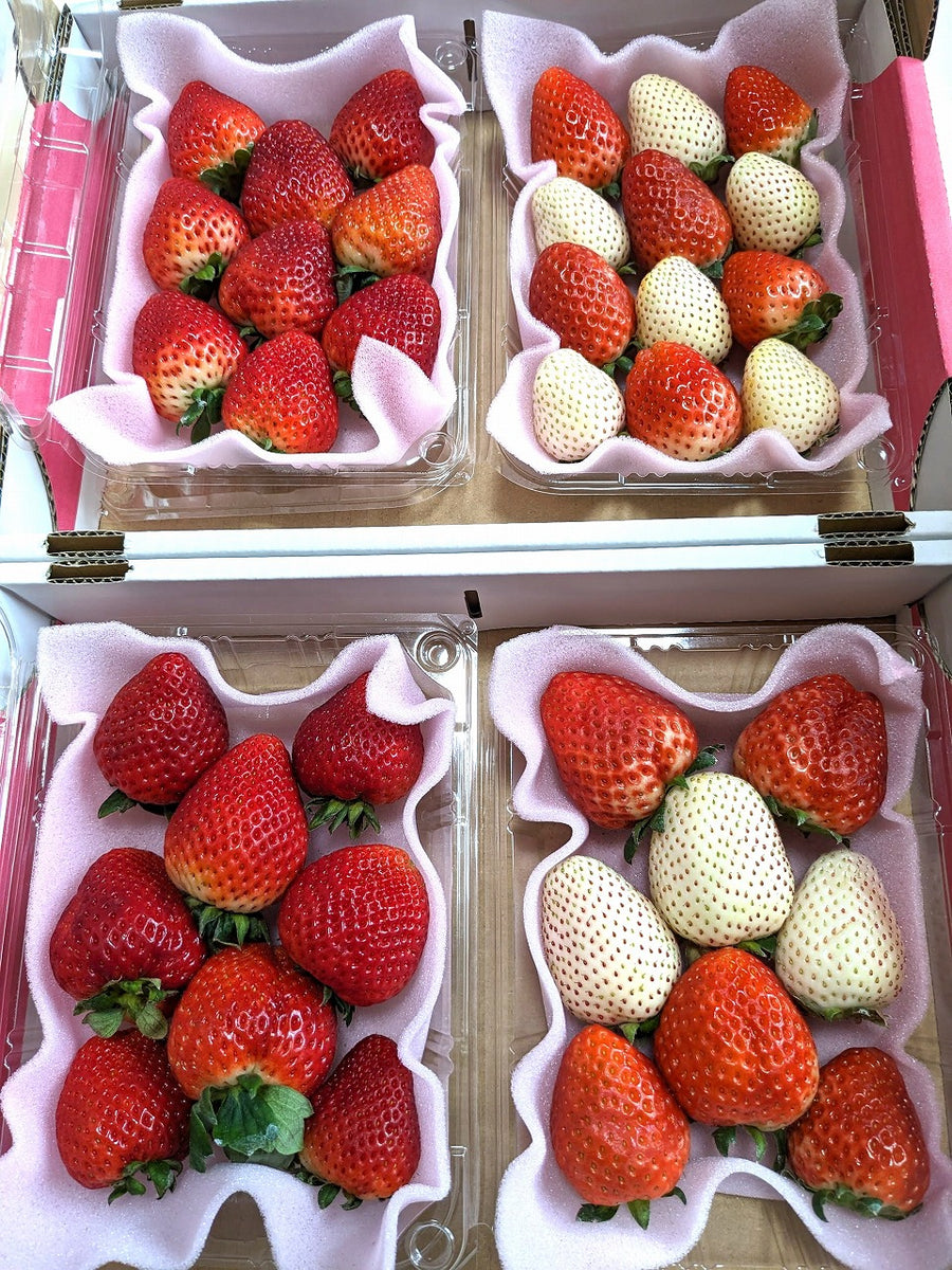 s-PXL_20240119_235428263_900x.