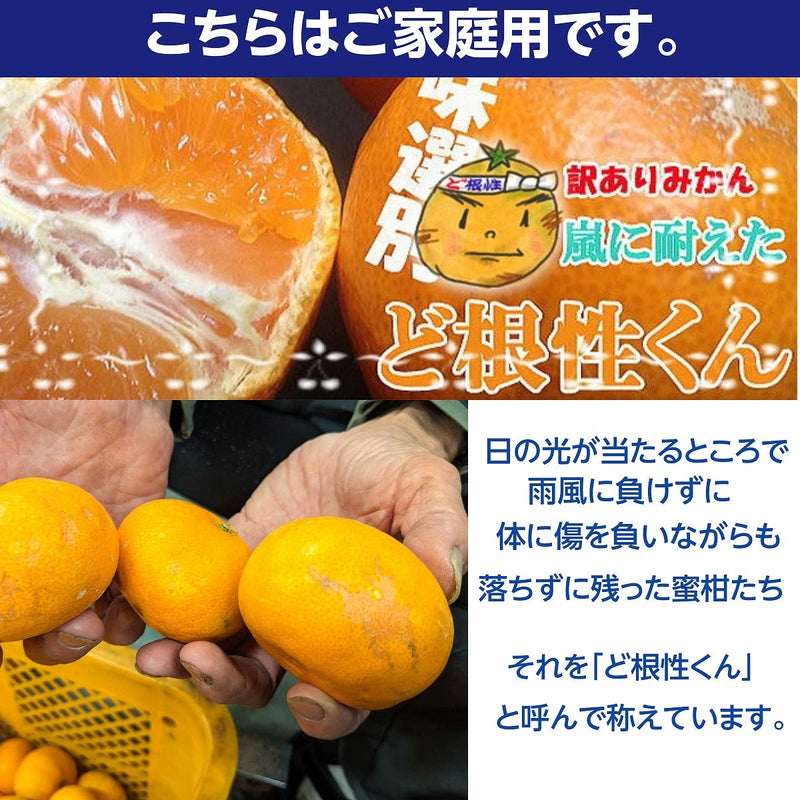 みかん 【みかんの館】 有田みかん 田村地区産 訳あり ご家庭用 ど根性くん 7kg サイズ不揃い 和歌山県 蜜柑 ミカン 柑橘 《11/上旬～11/中旬より出荷》