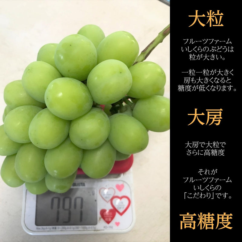 ぶどう 【ﾌﾙｰﾂﾌｧｰﾑいしくら】 葡萄 シャインマスカット 2房 クイーンニーナ 1房 合計3房 1.8kg 高糖度 山梨県 《8月17日頃～8月下旬より出荷》