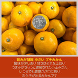 みかん 【みかんの館】 有田みかん ブランド産地 田村地区産 ちびみかん ミニミニ ぷちすぃーと 10㎏ S以下 和歌山県 蜜柑 ミカン 柑橘 《12/中旬～12/下旬より出荷》