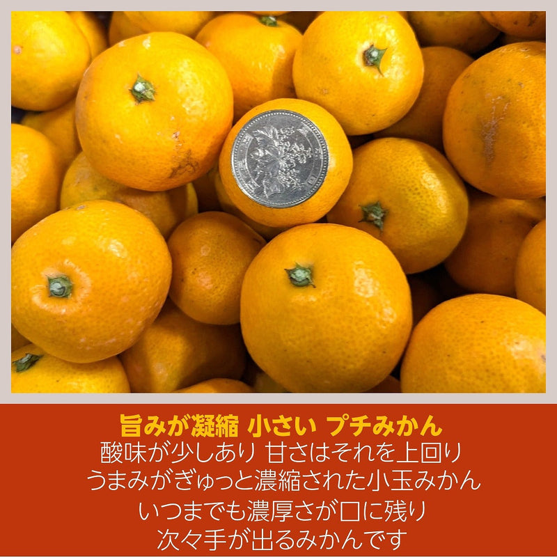 みかん 【みかんの館】 有田みかん ブランド産地 田村地区産 ちびみかん ミニミニ ぷちすぃーと 5㎏ S以下 和歌山県 蜜柑 ミカン 柑橘 《12/中旬～12/下旬より出荷》