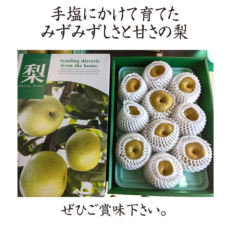 梨 【羽田梨園】 萱場の梨 5kg Lサイズ以上 10～14玉 贈答用 福島県 福島市《8月下旬〜9月上旬より出荷》