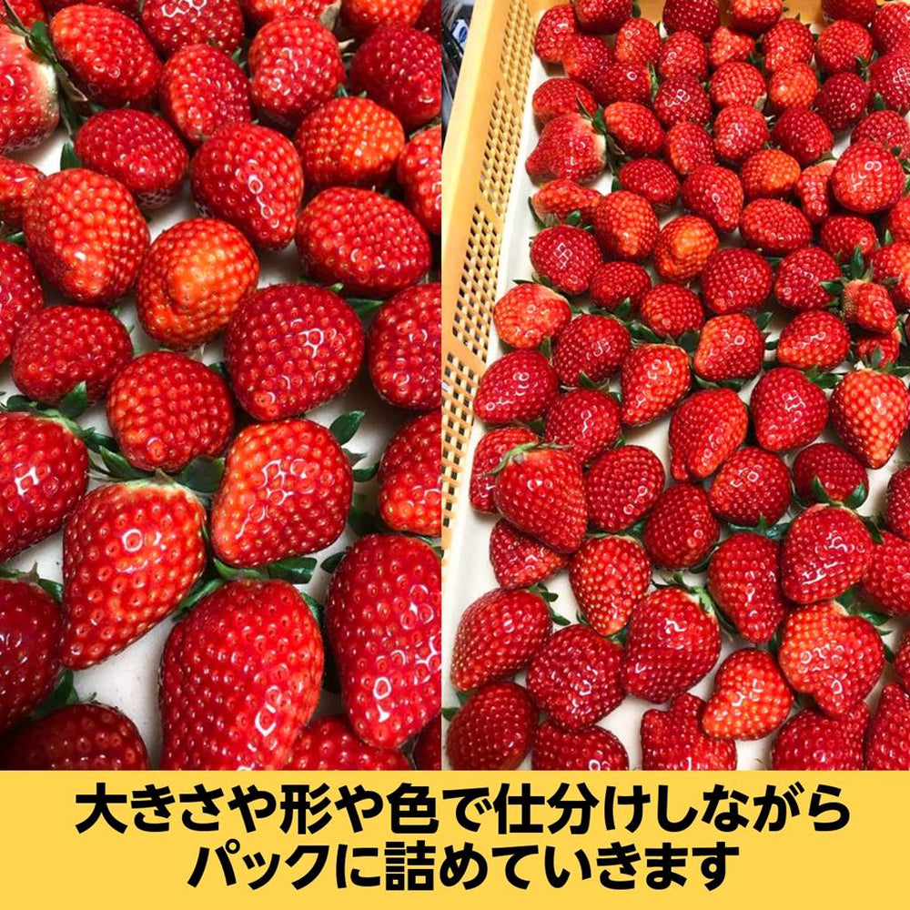 いちご 【有慶農園】 とちおとめ デラックス 3L～4L 大玉24～30粒（12～15個×2パック） 福島県須賀川 苺 イチゴ 《1/中旬～ –  にこやか産直アーケード