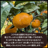 みかん 【みかんの館】 有田 田村地区産 熟デコ 不知火 5㎏ 20～24個 特選 贈答用 和歌山県 デコポン と同品種 みかん 柑橘 ブランド産地 《2/中旬～2/下旬より出荷》