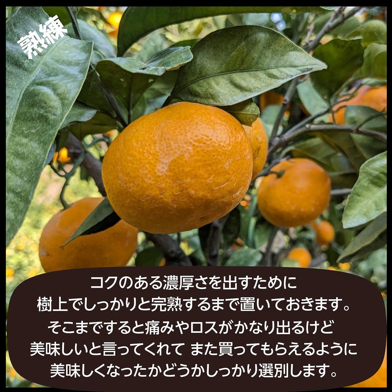 みかん 【みかんの館】 有田 ブランド産地 田村地区産 熟デコ 不知火 3㎏ 訳あり 家庭用 和歌山県 デコポン と同品種 みかん 柑橘 《2/中旬～2/下旬より出荷》