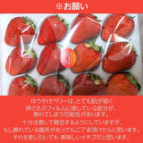 いちご 【アグリハウス秋山】 食べ比べ ゆうやけベリー とちおとめ 大玉 12～15個ずつ 750g 翌日配達の地域(東北～近畿）限定 贈答用 福島県 須賀川 苺《1/上旬～1/中旬より出荷》