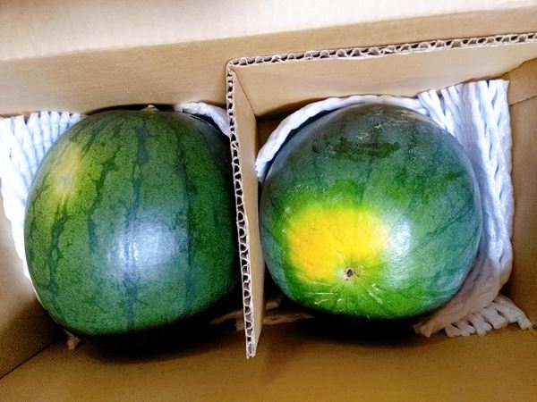スイカ 小玉スイカ 【高橋農園】ひとりじめBONBON 2玉 4〜5kg