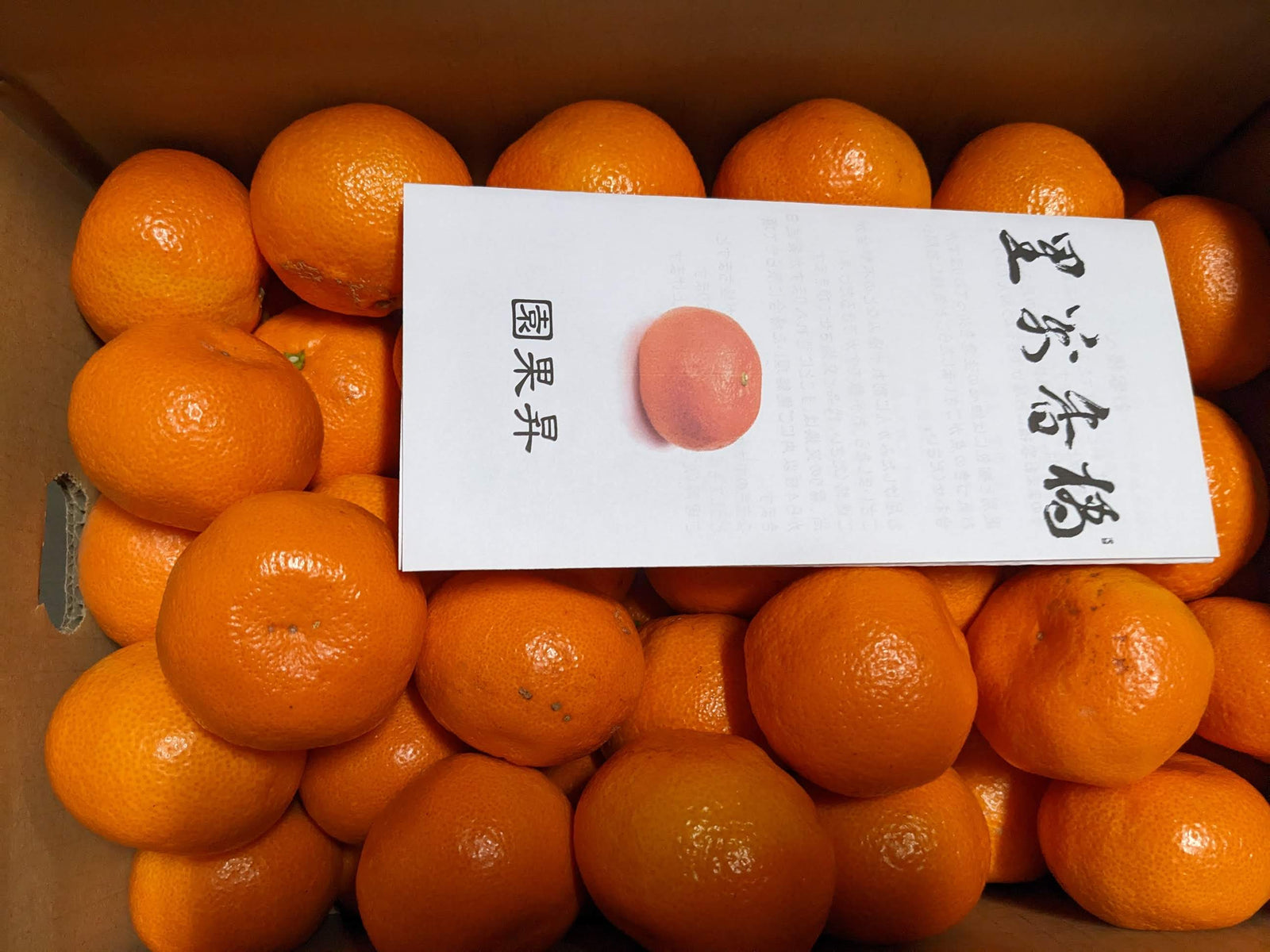 みかん 【昇果園】 S~M 5kg 約50～65個 家庭用 静岡県 浜松市 蜜柑