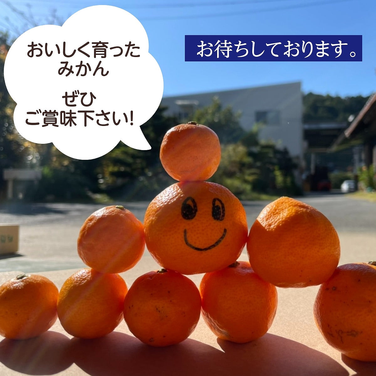 みかん 送料込】小林果園 甘みをぎゅっと凍らせ蜜柑《KEA-01A》｜公式通販ホシ