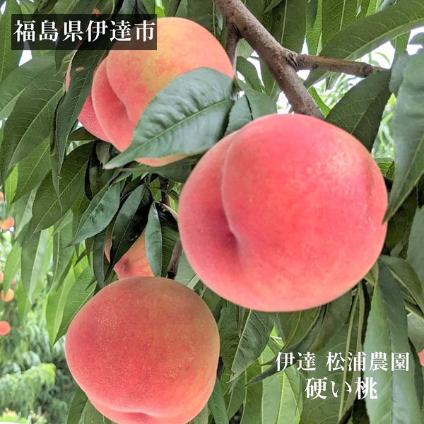 桃 【伊達 松浦農園】 硬い もも 5kg 大玉 14～16個 福島県 伊達