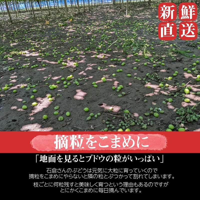 ぶどう 【ﾌﾙｰﾂﾌｧｰﾑいしくら】 葡萄 シャインマスカット 3房 1.8kg 高糖度 山梨県《8月10日頃～8月中旬より出荷》