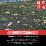 ぶどう 【ﾌﾙｰﾂﾌｧｰﾑいしくら】 葡萄 シャインマスカット 2房 クイーンニーナ 1房 合計3房 1.8kg 高糖度 山梨県 《8月17日頃～8月下旬より出荷》