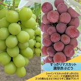 ぶどう 【ﾌﾙｰﾂﾌｧｰﾑいしくら】 葡萄 シャインマスカット 2房 クイーンニーナ 1房 合計3房 1.8kg 高糖度 山梨県 《8月17日頃～8月下旬より出荷》