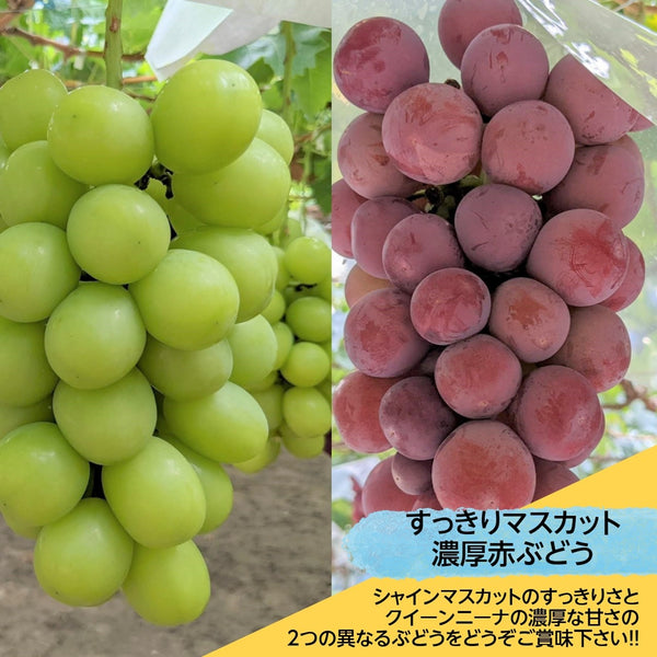 ぶどう 【ﾌﾙｰﾂﾌｧｰﾑいしくら】 葡萄 シャインマスカット 2房 クイーンニーナ 1房 合計3房 1.8kg 高糖度 山梨県 《8月17日頃～8月下旬より出荷》